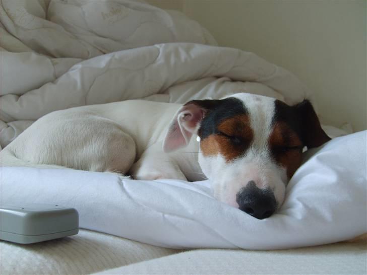 Jack russell terrier <3 sally <3 billede 6