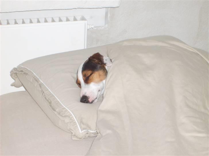 Jack russell terrier <3 sally <3 billede 7