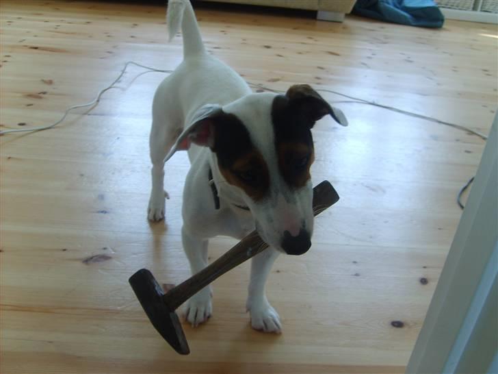 Jack russell terrier <3 sally <3 - hælper med at flytte billede 8
