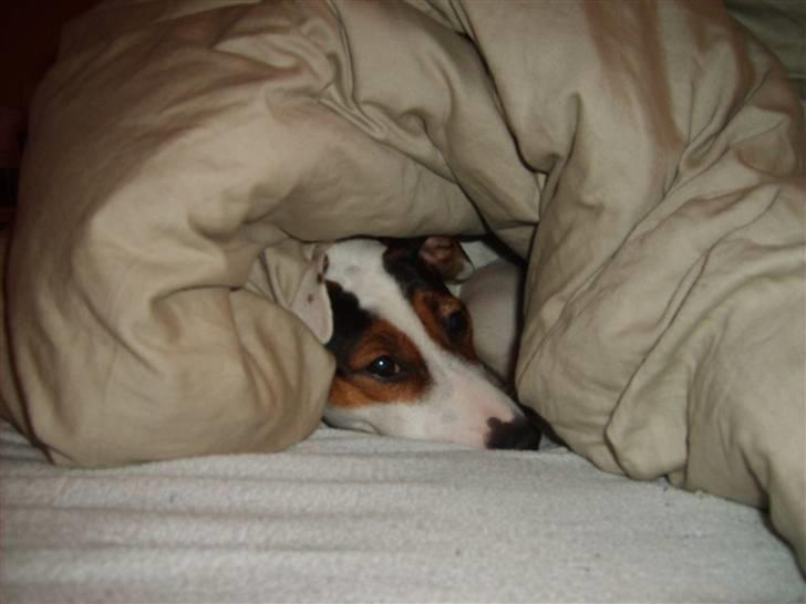 Jack russell terrier <3 sally <3 - gemme billede 9