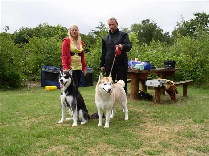 Siberian husky ziemaboras americanbeauty himmel hund billede 16