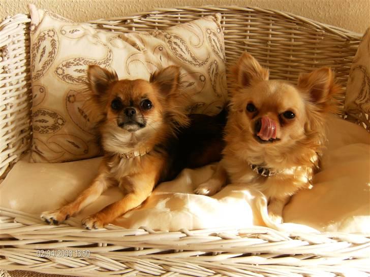 Chihuahua      *Ronaldo* billede 2