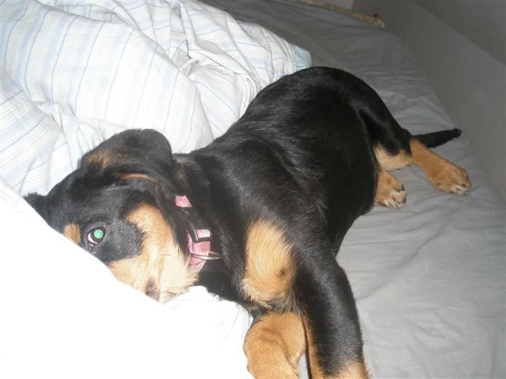 Rottweiler Speedy billede 1