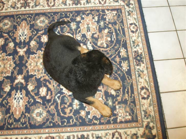 Rottweiler Speedy billede 2