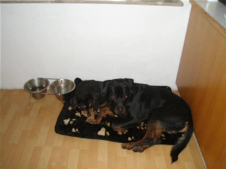 Rottweiler Speedy billede 3