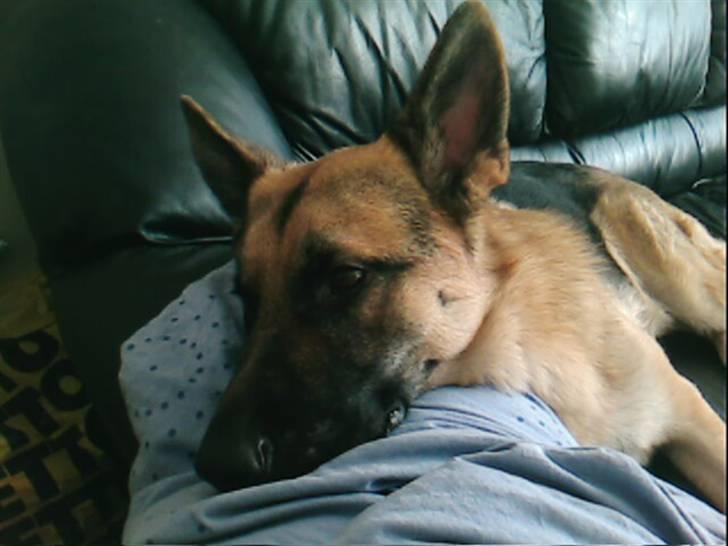 Schæferhund jacko - slapper af  billede 1