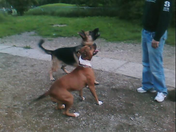 Schæferhund jacko - endnu en af vennerne billede 5