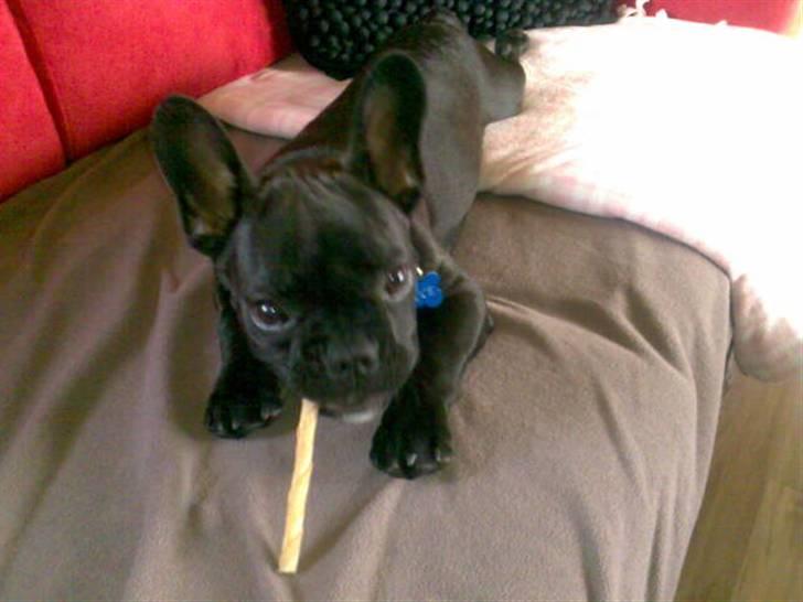 Fransk bulldog Bruce - "Mmm den smager godt" billede 13