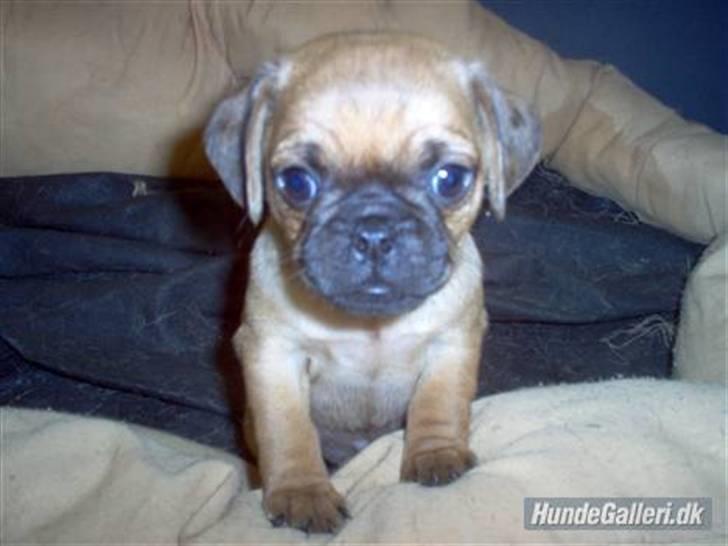 Blanding af racer Fie - Fie-pigen kun 4 uger gammel... billede 9