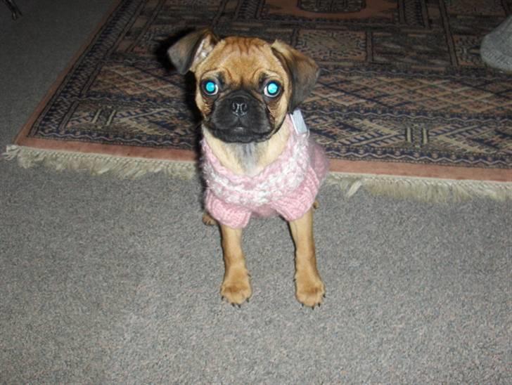 Blanding af racer Fie - Se min flotte bluse, den er helt hjemmestrikket. Jeg ELSKER bare at have den på... billede 10