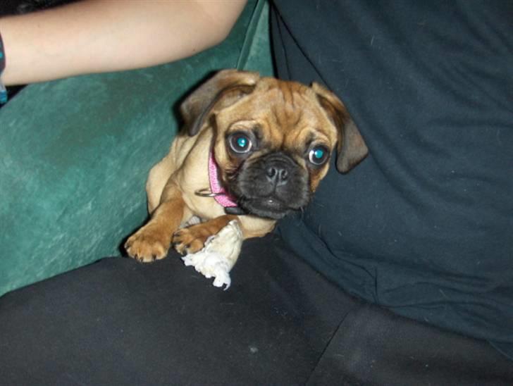 Blanding af racer Fie - 20/1-´07: Mmm det er dejligt at sidde ved min far i lænestolen. billede 11