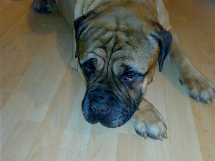 Bullmastiff Møffe (rip) - "Lad nu være...." billede 1