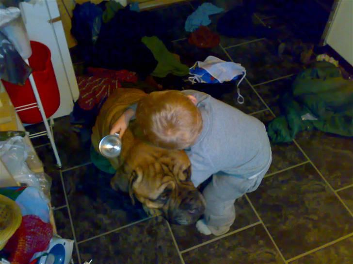 Bullmastiff Møffe (rip) - Vi får lige en krammer af min ældste søn Asbjørn på 3 år :o) billede 2