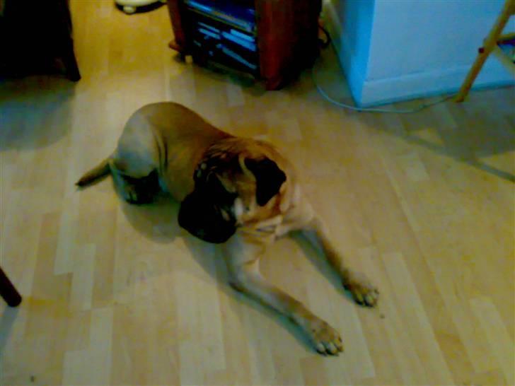 Bullmastiff Møffe (rip) - TV bordet for oven i fotoet huser et 32" Phillips. Så man kan fornemme hvor stor han er! billede 3