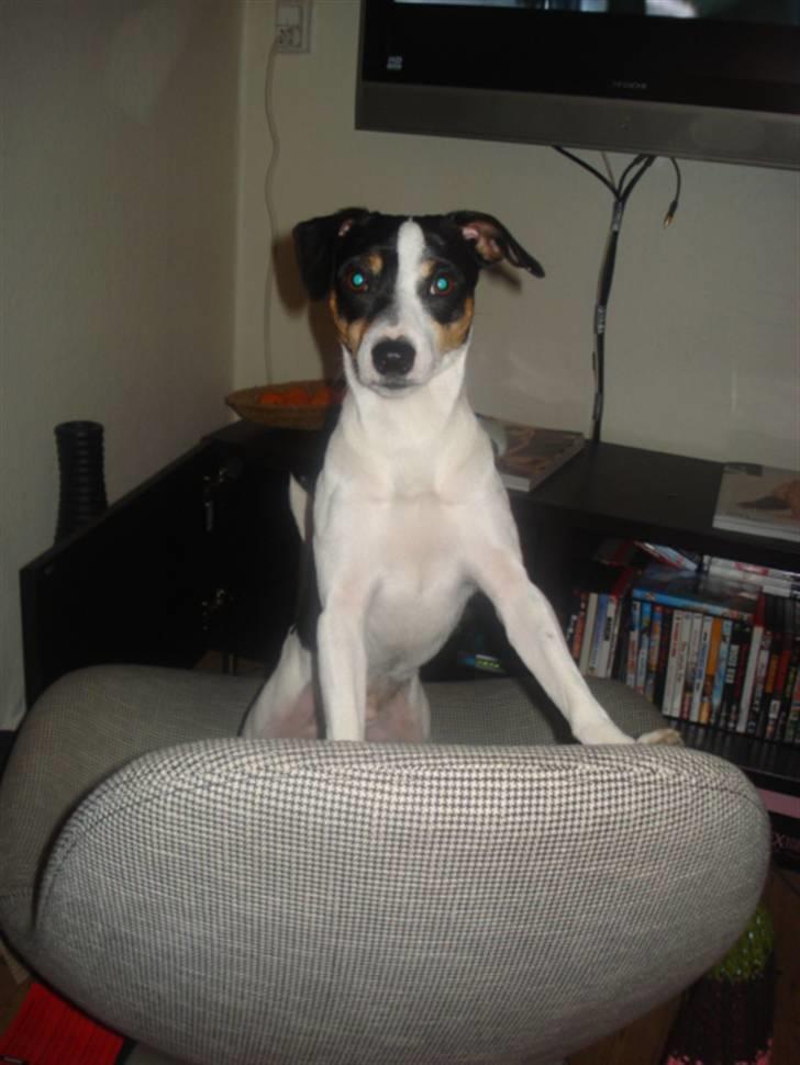 Dansk svensk gaardhund Alfred billede 17