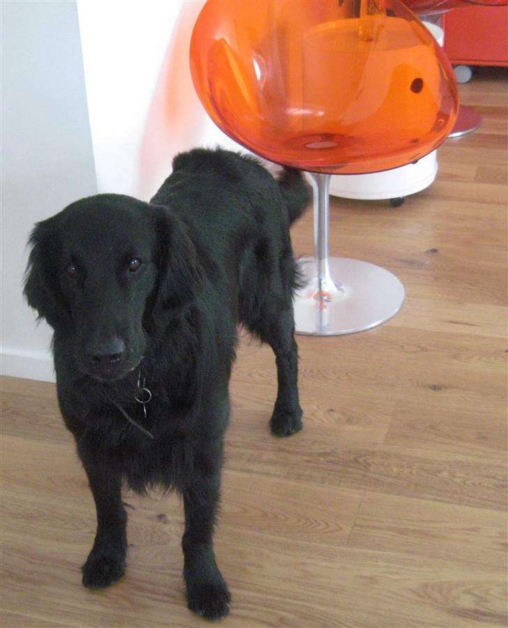 Flat coated retriever Robin - hejhej er jeg ikke bare nuttet?=) billede 14