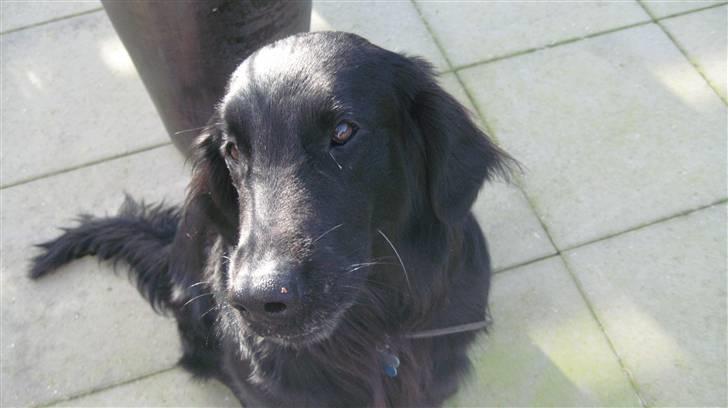 Flat coated retriever Robin - Nurh <3 Robin skat !<3 billede 15
