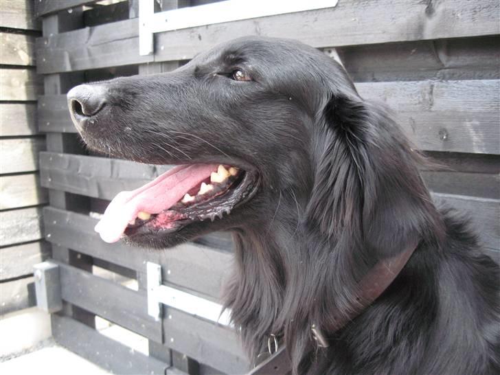 Flat coated retriever Robin - Smukke hund! billede 16