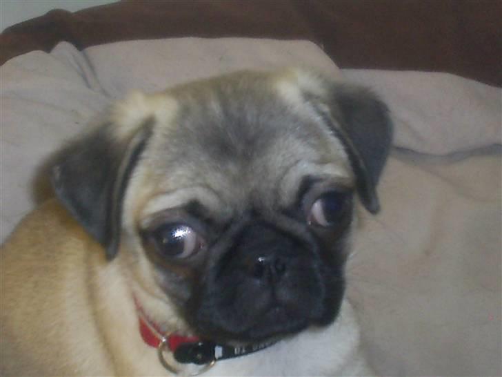 Mops Vera - Vera 8 uger billede 1