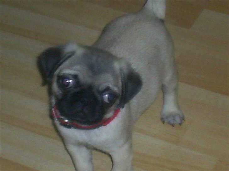 Mops Vera - 8 uger billede 2