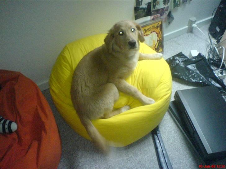 Golden retriever beddy billede 13