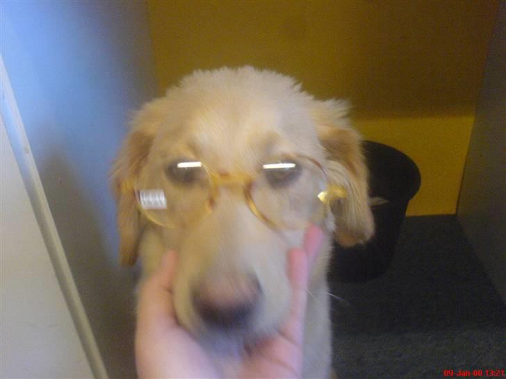 Golden retriever beddy billede 14