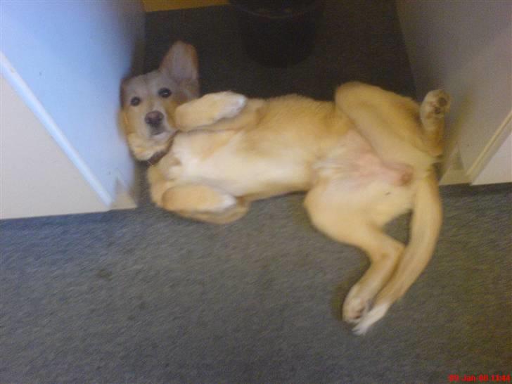 Golden retriever beddy billede 15