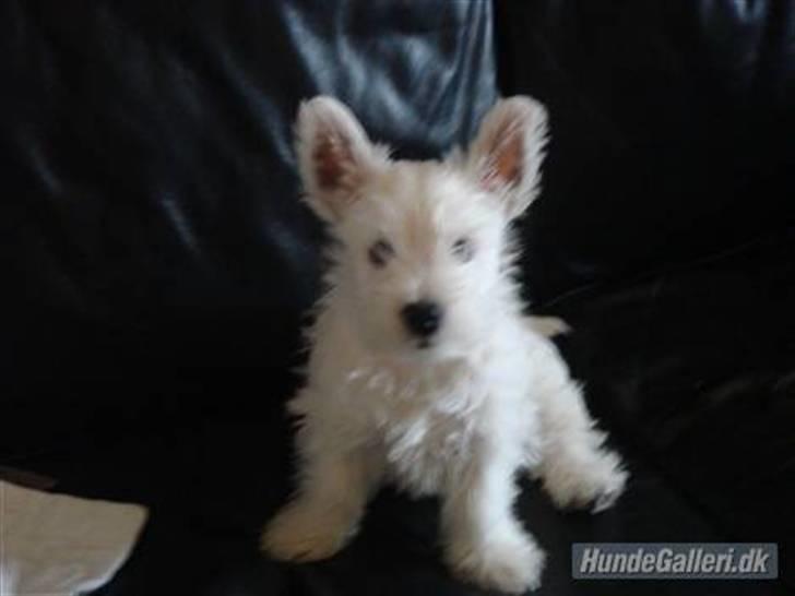 West highland white terrier anton billede 1