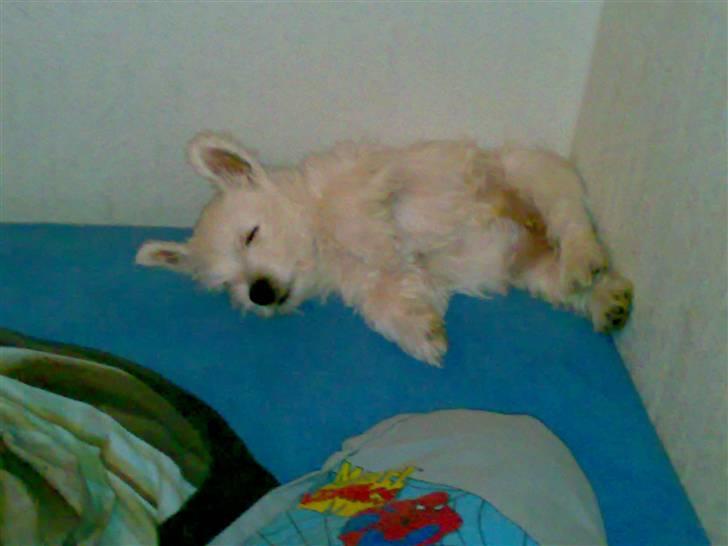 West highland white terrier anton billede 2