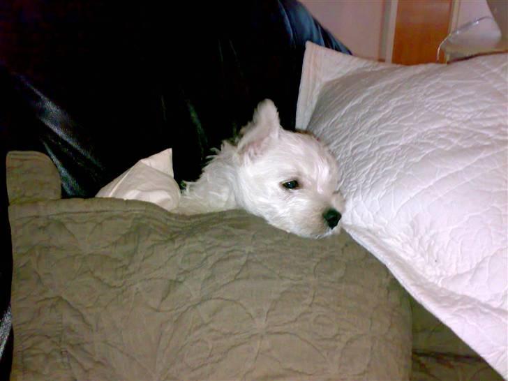 West highland white terrier anton billede 3