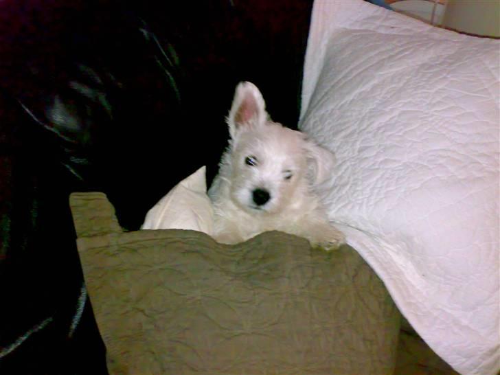 West highland white terrier anton billede 4