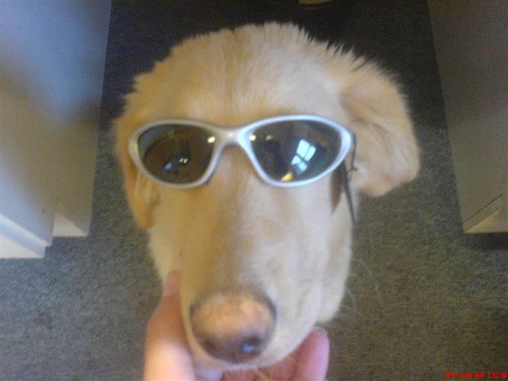 Golden retriever beddy billede 16