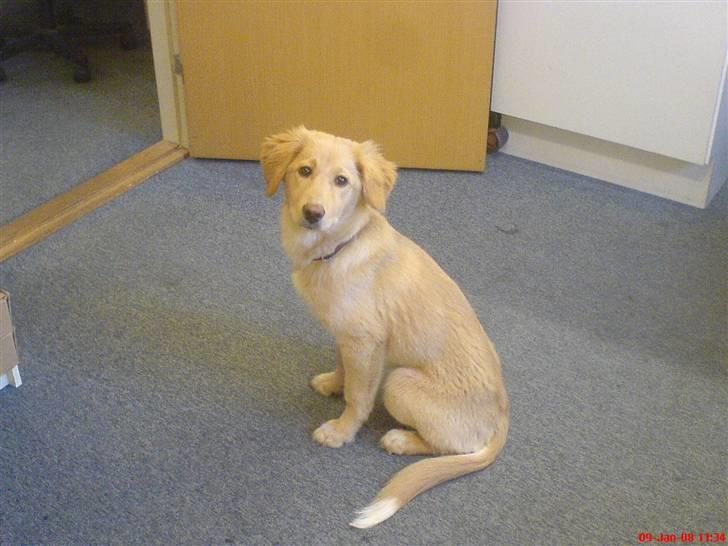 Golden retriever beddy billede 17