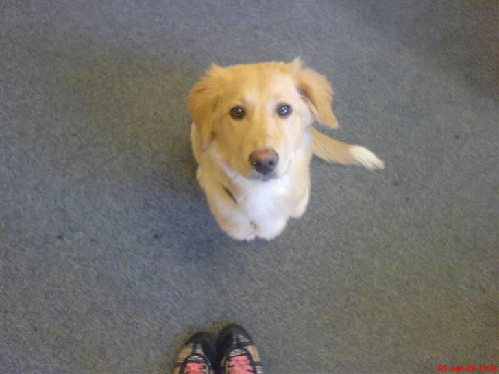 Golden retriever beddy billede 18