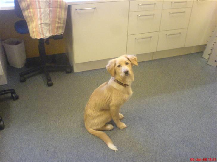 Golden retriever beddy billede 19