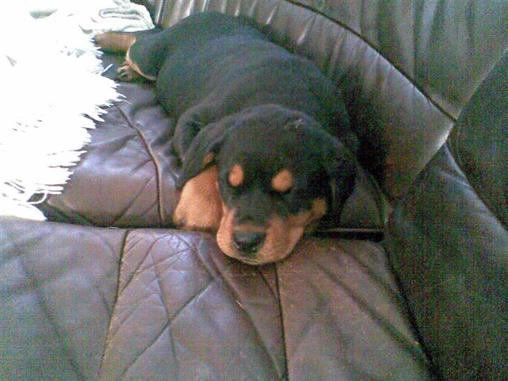 Rottweiler Elmedige's Nala billede 1