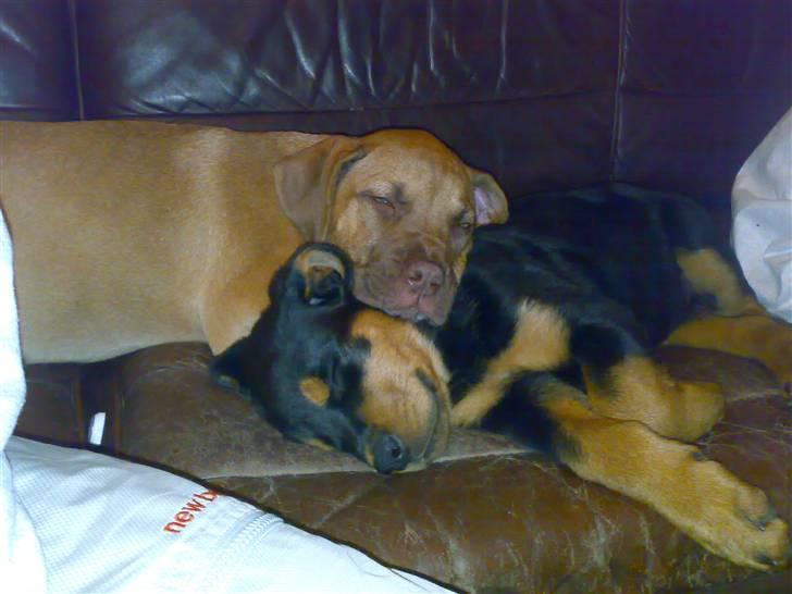 Rottweiler Elmedige's Nala billede 2