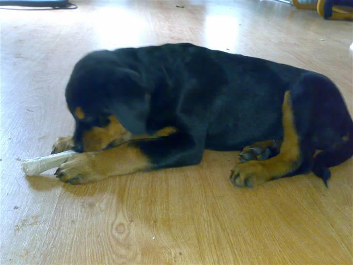 Rottweiler Elmedige's Nala billede 3