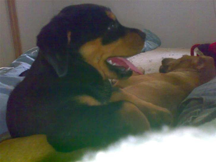 Rottweiler Elmedige's Nala billede 4