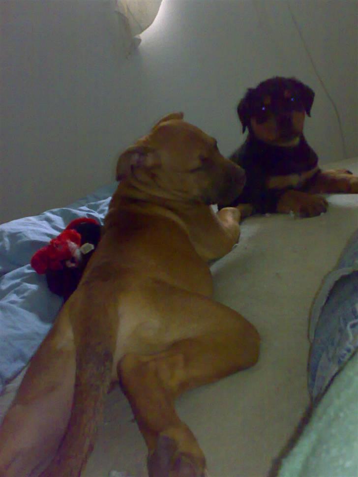 Rottweiler Elmedige's Nala billede 5