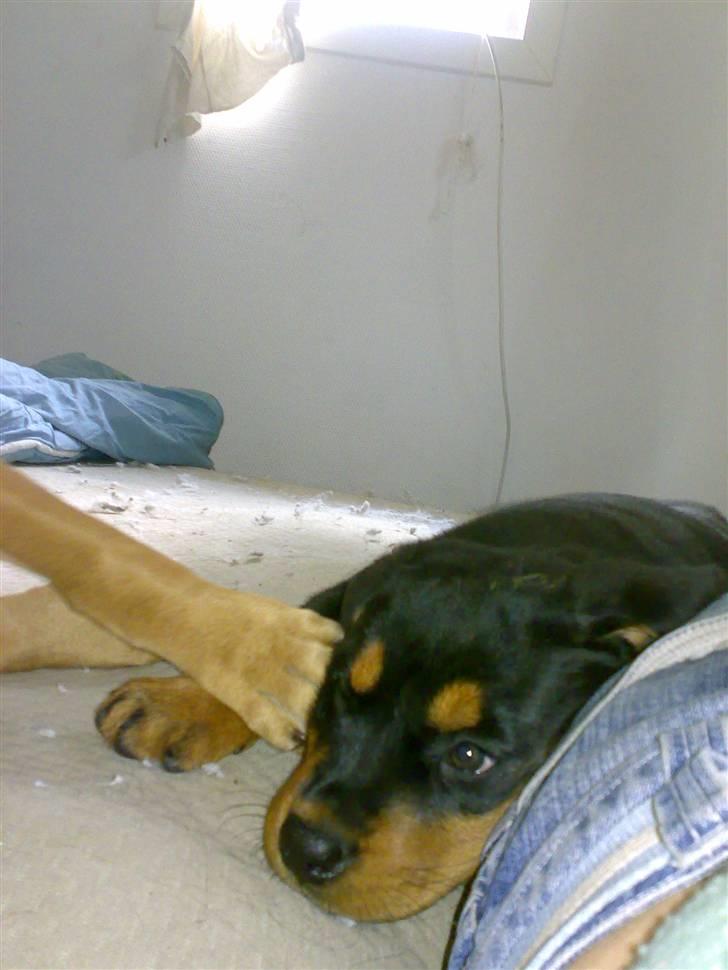 Rottweiler Elmedige's Nala billede 6