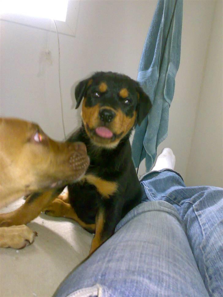 Rottweiler Elmedige's Nala billede 7