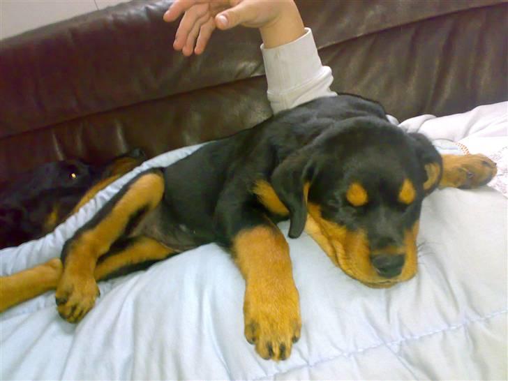 Rottweiler Elmedige's Nala billede 8