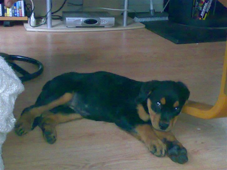 Rottweiler Elmedige's Nala billede 9