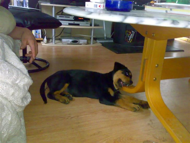 Rottweiler Elmedige's Nala billede 10