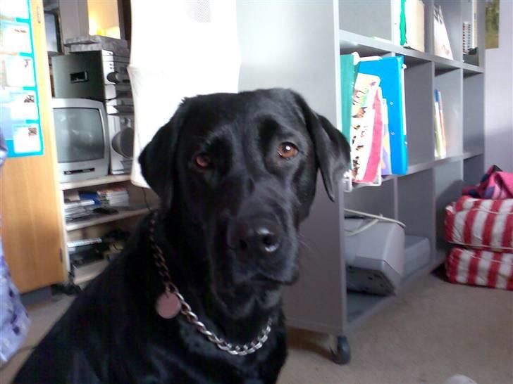 Labrador retriever Ronja - velkommen til min profil.. billede 1