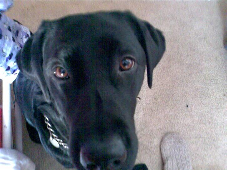 Labrador retriever Ronja - godmorgen alle sammen.. billede 3