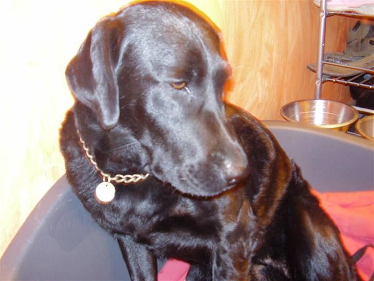 Labrador retriever Ronja billede 4