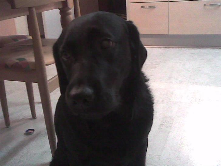 Labrador retriever Ronja billede 5