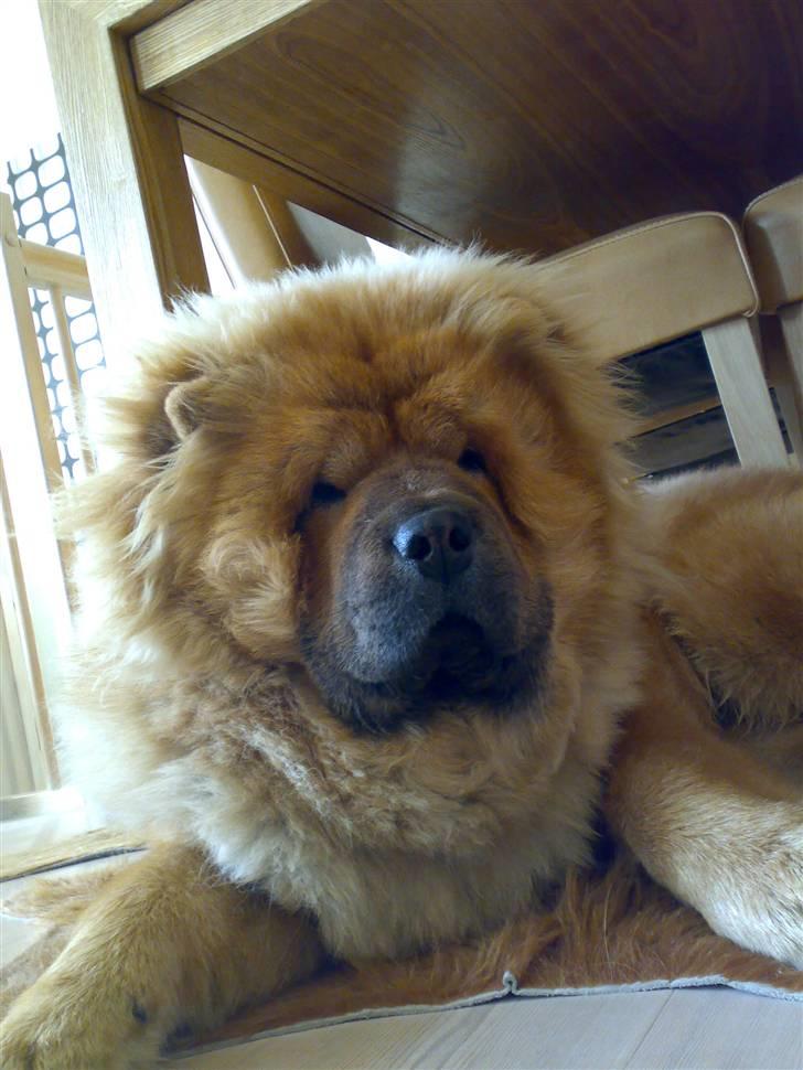 Chow chow watong * NYE BILLEDER* billede 15